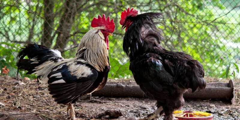 The Importance of Chicken Scales in the World of Fighting Cocks