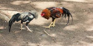 Cockfighting category